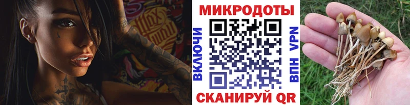 Псилоцибиновые грибы Psilocybine cubensis Анива